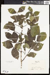 Philadelphus grandiflorus image