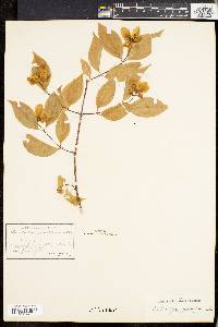 Philadelphus grandiflorus image