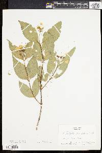 Philadelphus grandiflorus image