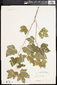 Ribes americanum image