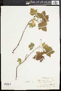 Ribes americanum image