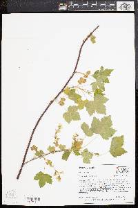 Ribes americanum image