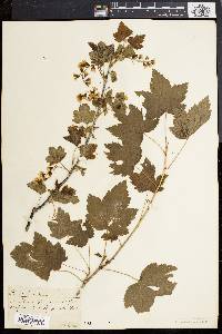 Ribes americanum image