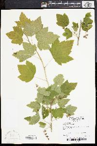 Ribes americanum image