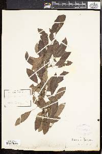 Image of Pyrus salicifolia