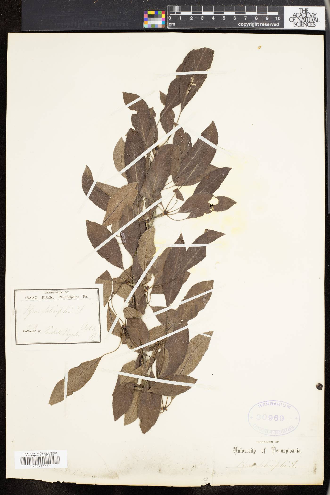 Pyrus salicifolia image