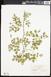 Rosa canina image