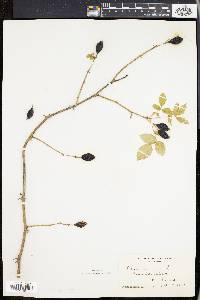 Rosa canina image