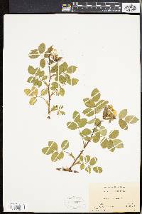 Rosa canina image