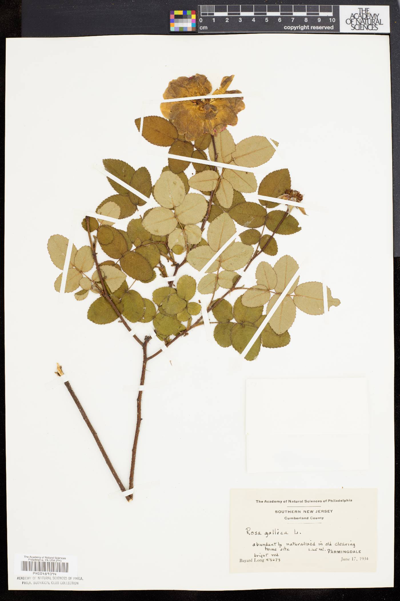 Rosa gallica image