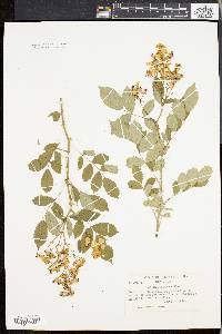 Rosa multiflora image