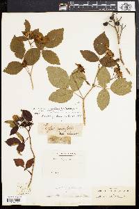 Rosa setigera image