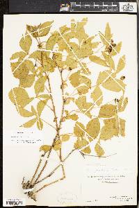 Image of Rubus celer