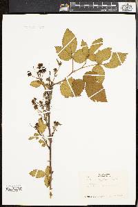 Image of Rubus ostryifolius