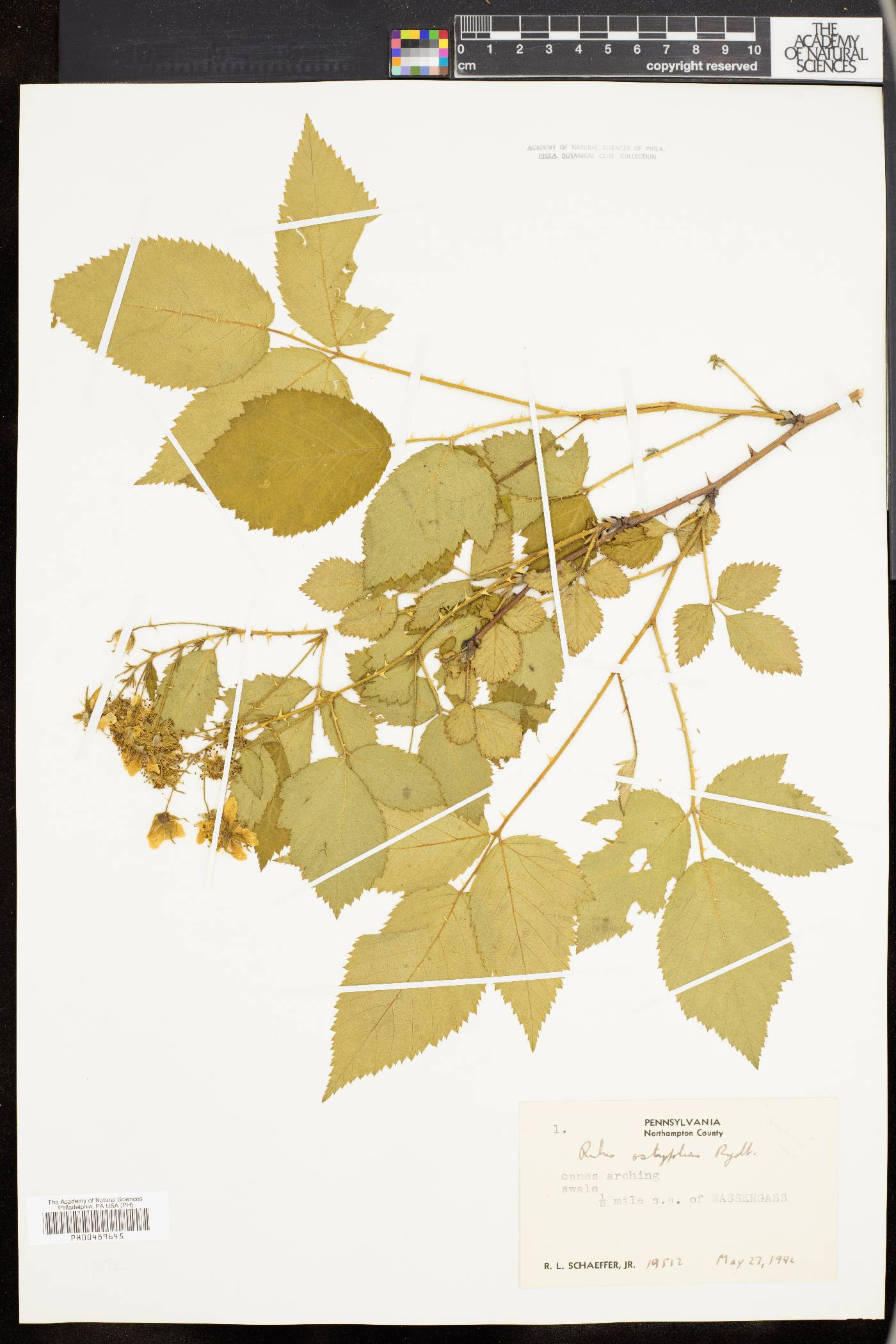 Rubus ostryifolius image