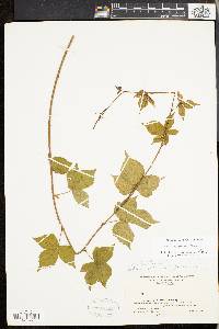 Rubus kentuckiensis image