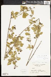 Rubus kentuckiensis image