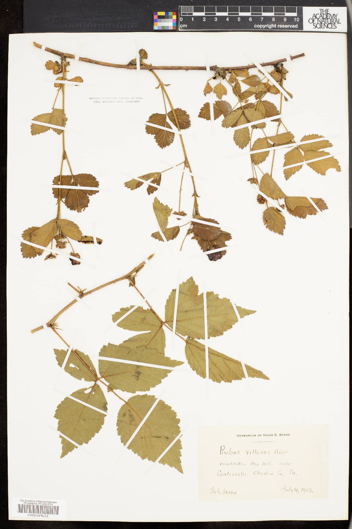 Rubus villosus image