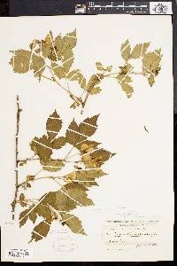 Rubus × pergratus image