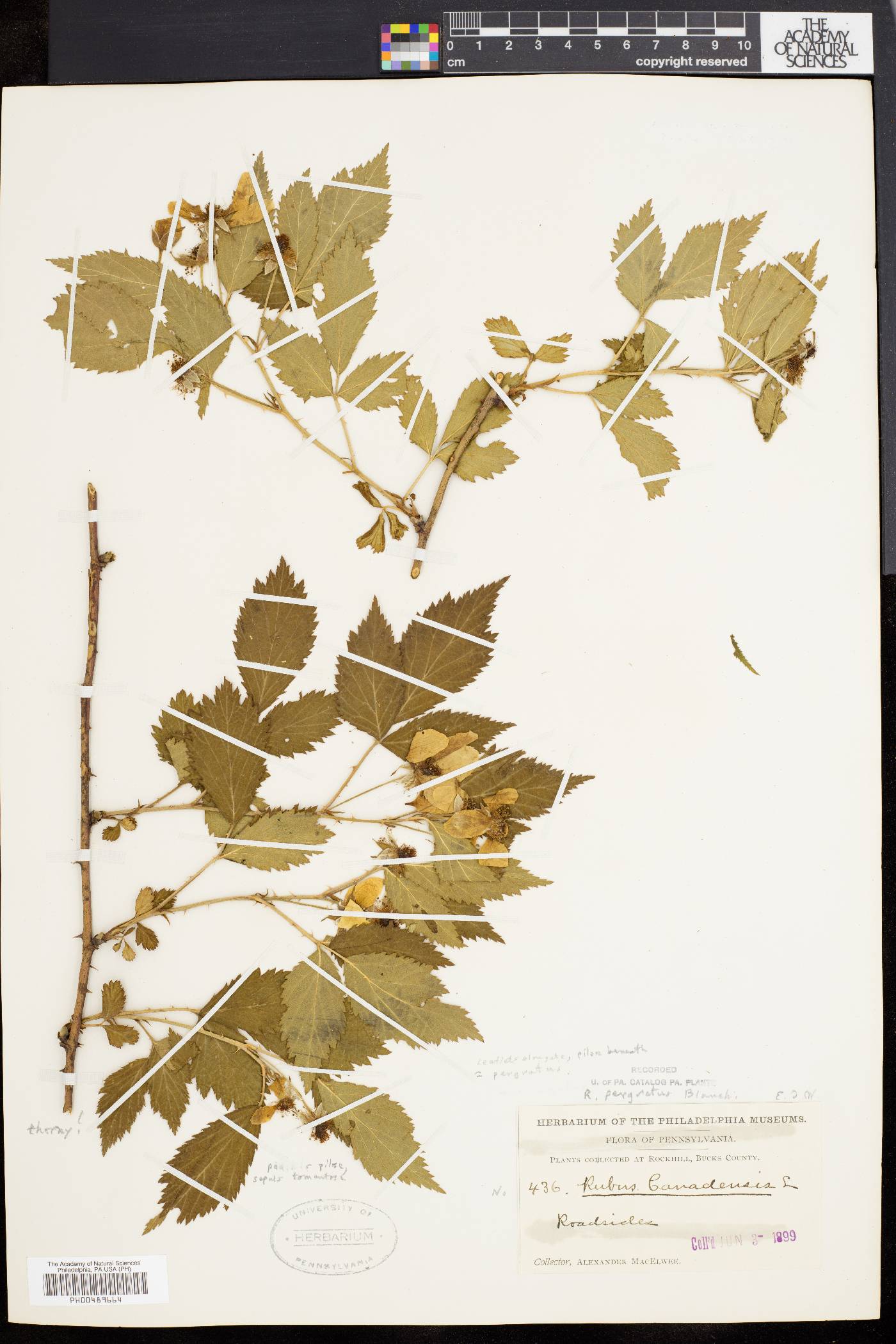 Rubus × pergratus image