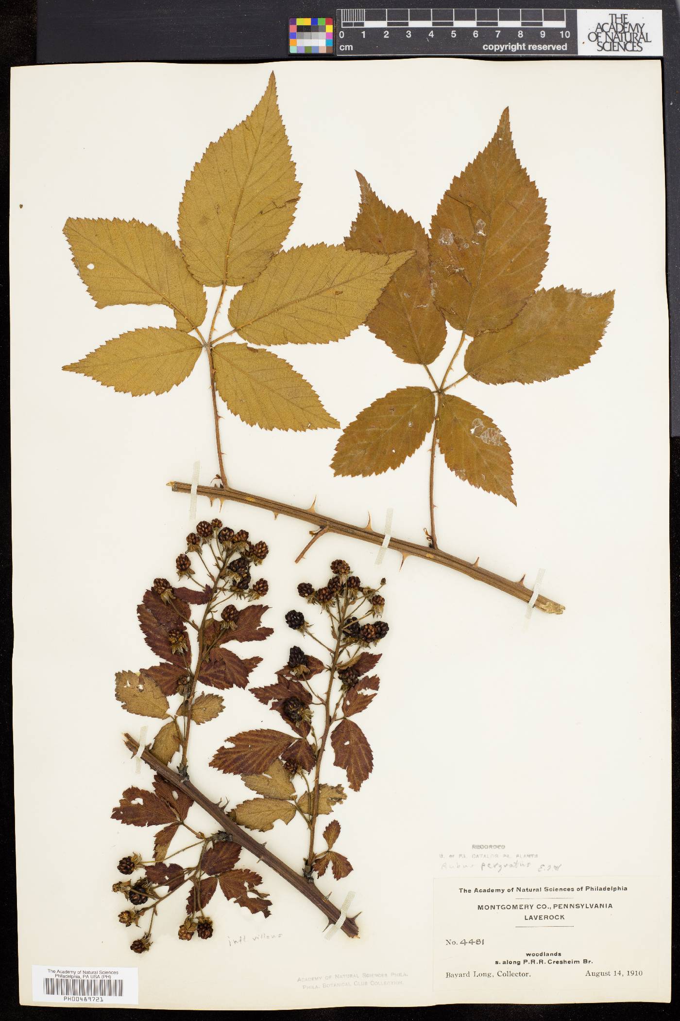 Rubus × pergratus image