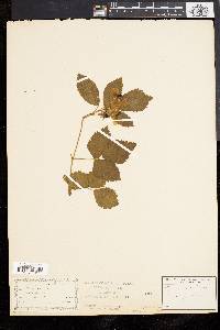 Rubus trivialis image