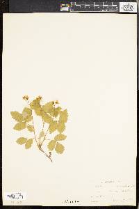 Rubus pubescens image