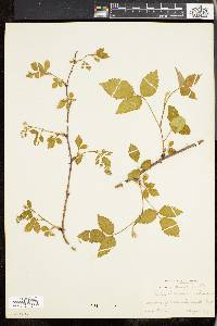 Image of Rubus andrewsianus