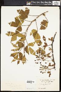 Rubus andrewsianus image