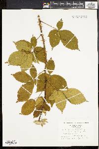 Rubus andrewsianus image
