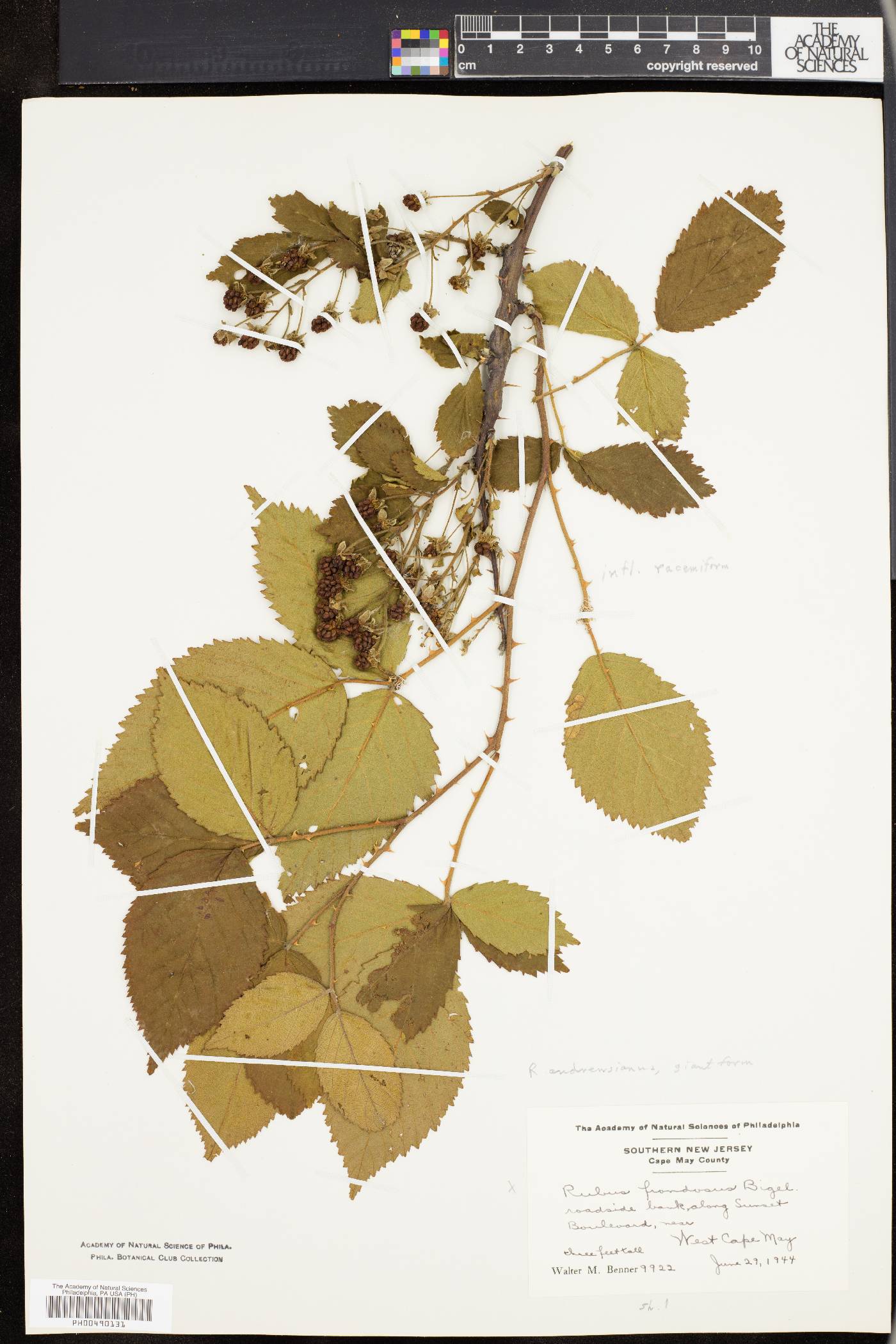 Rubus andrewsianus image