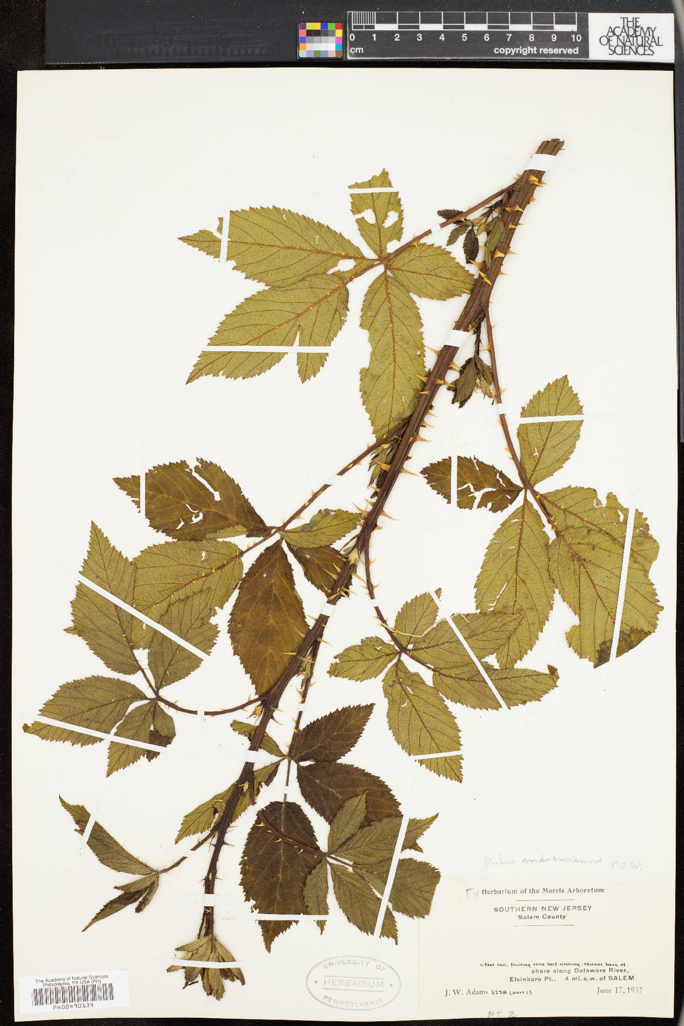 Rubus andrewsianus image