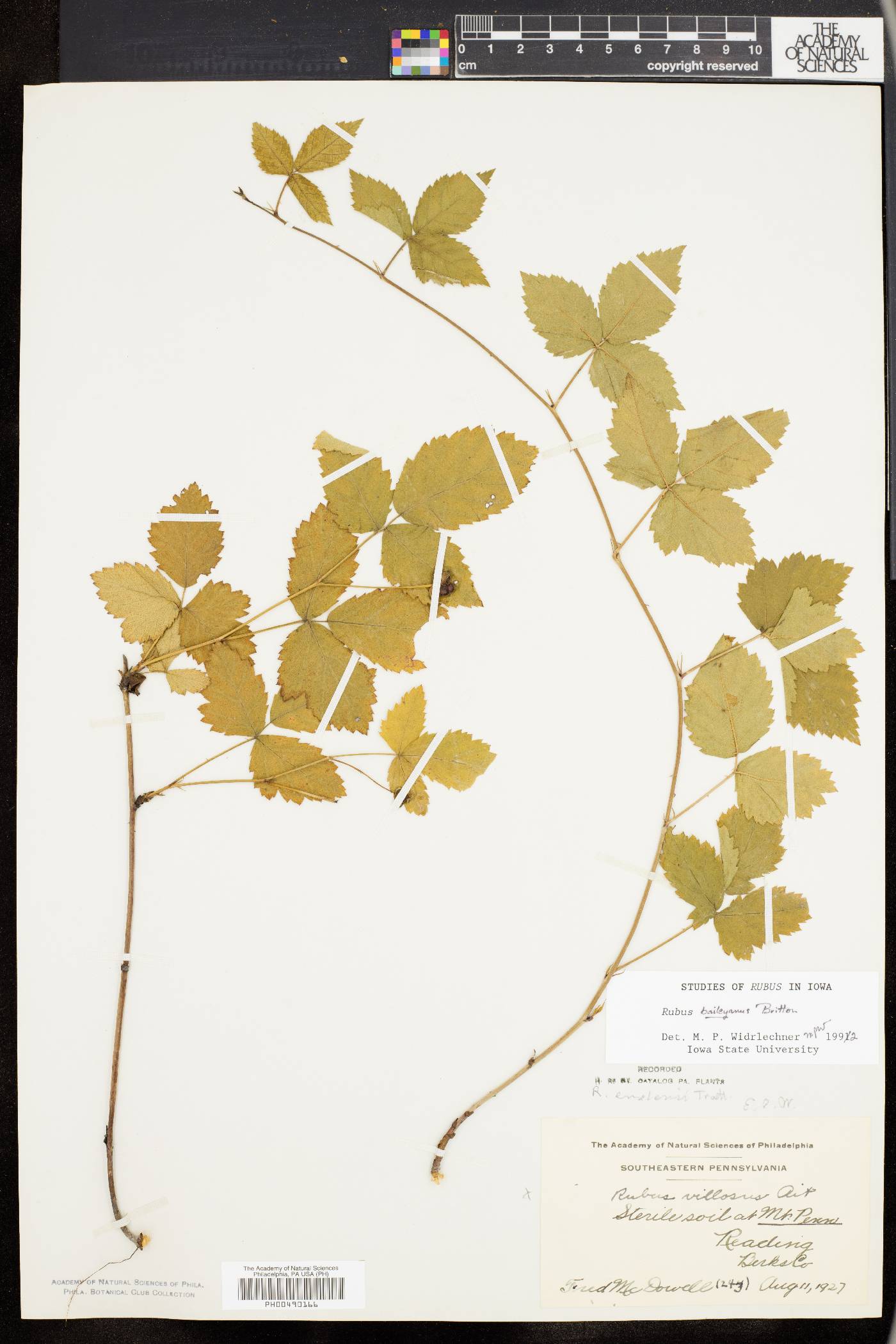 Rubus baileyanus image