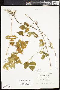 Rubus baileyanus image