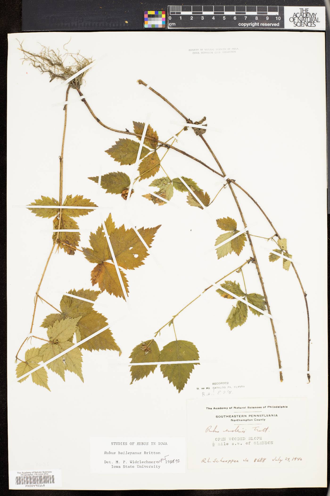 Rubus baileyanus image
