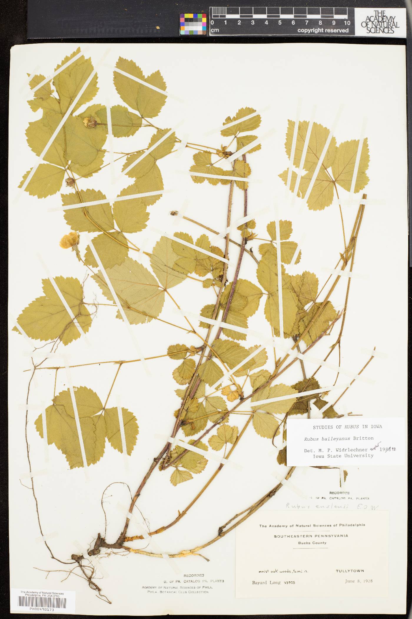 Rubus baileyanus image
