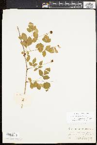 Rubus baileyanus image