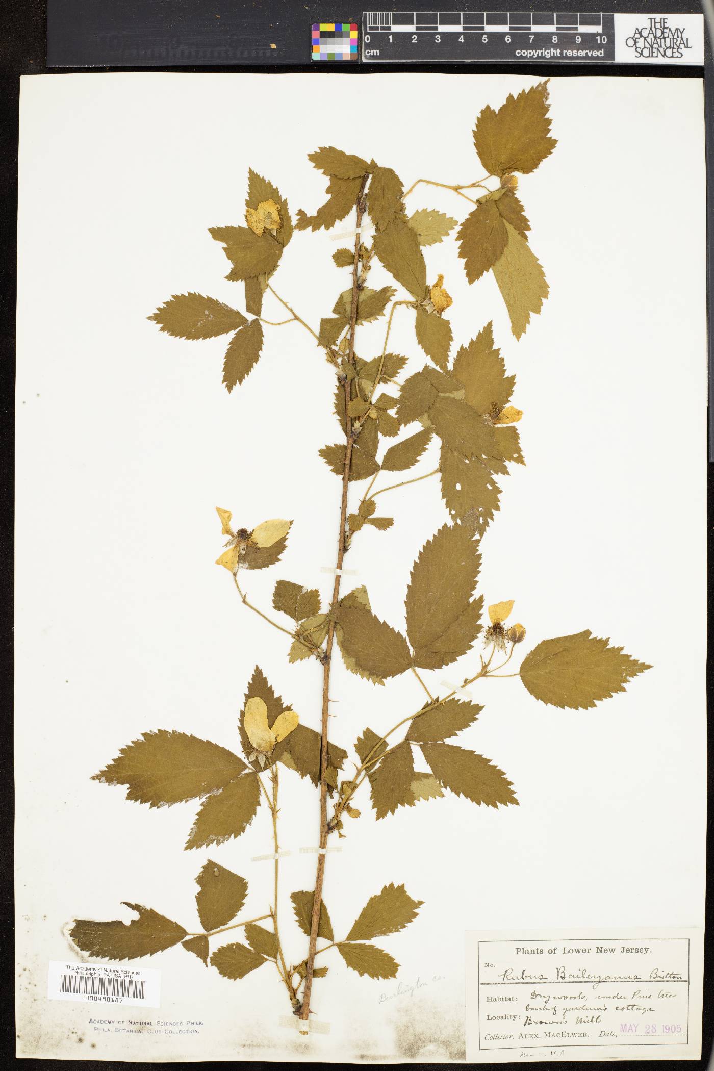 Rubus baileyanus image