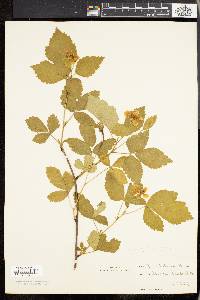 Rubus baileyanus image