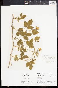 Rubus canadensis image