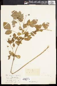 Rubus canadensis image