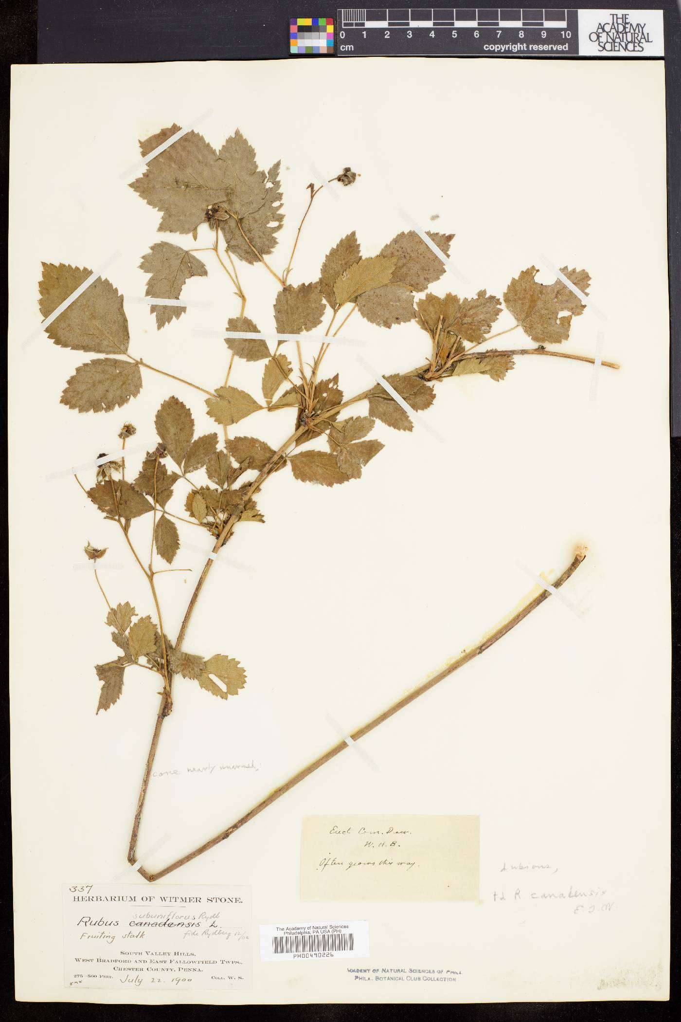 Rubus canadensis image