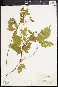 Rubus canadensis image