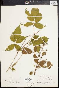 Rubus canadensis image