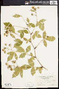 Rubus canadensis image