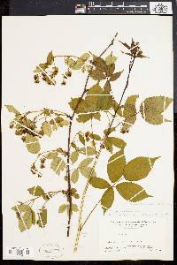 Rubus canadensis image