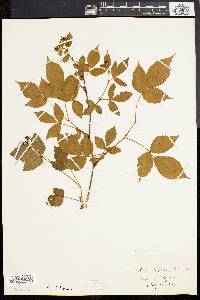 Rubus canadensis image