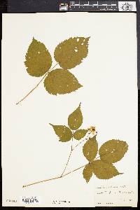 Rubus canadensis image