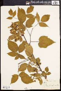 Rubus canadensis image