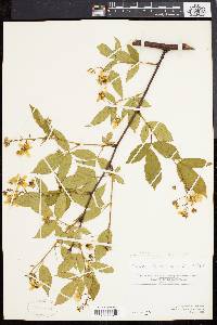 Rubus canadensis image